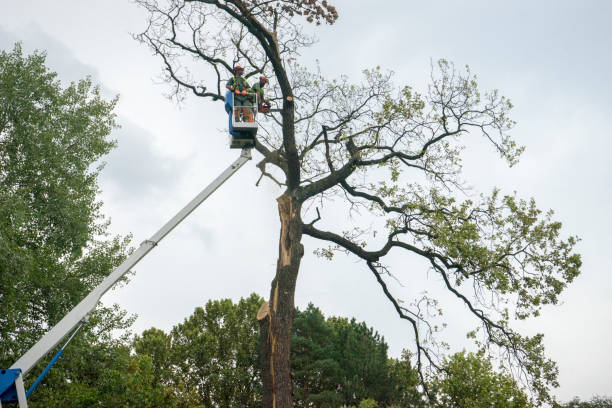 Best Leaf Removal  in USA